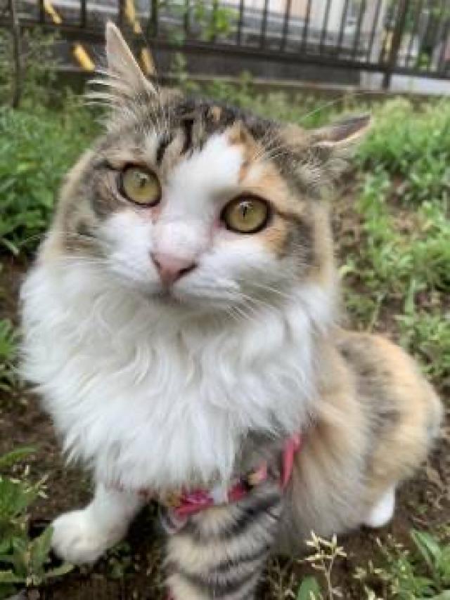 ももちゃん