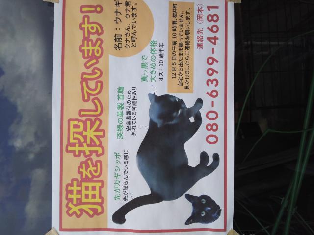 ウナギ