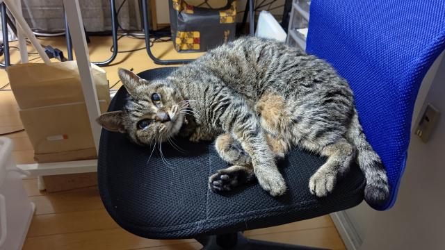チーコ