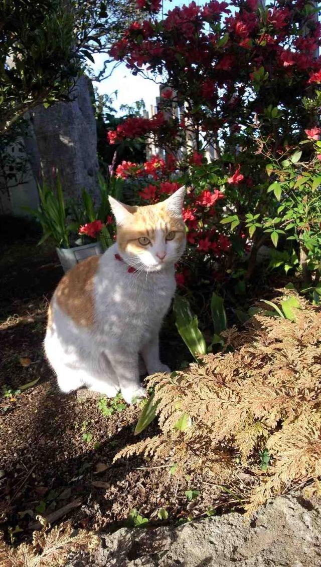 チャーチャン