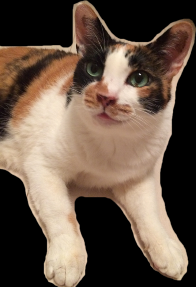 ぷっこ