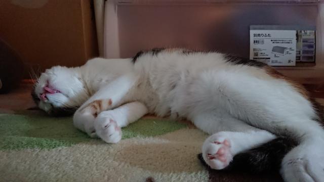 み〜こ