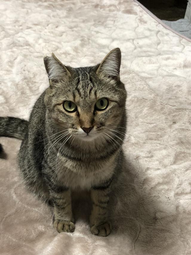 餅