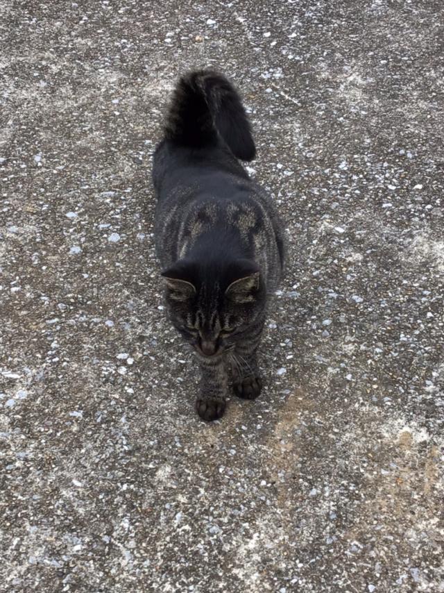 ワンワン