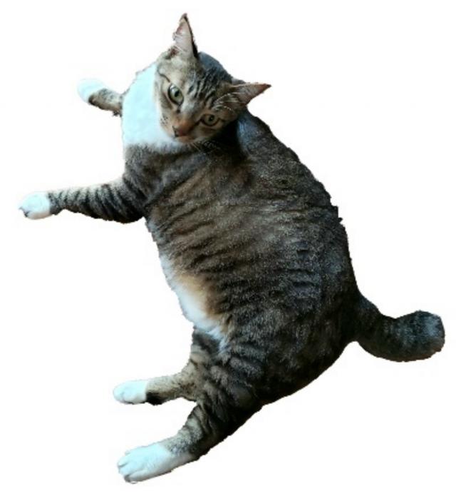 まりも