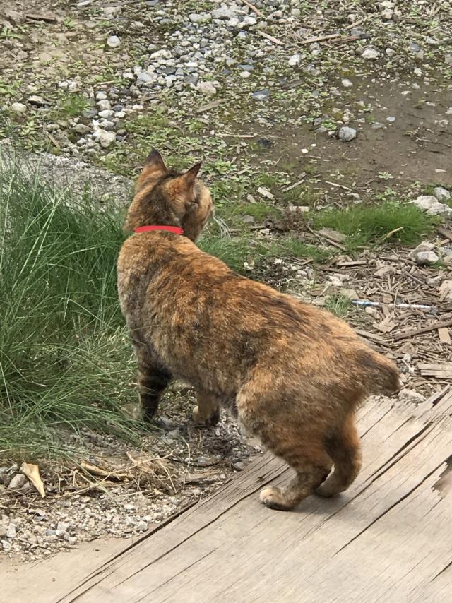 チャト