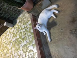 シロ