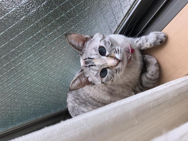 ラム