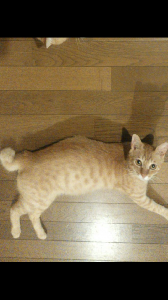ロン
