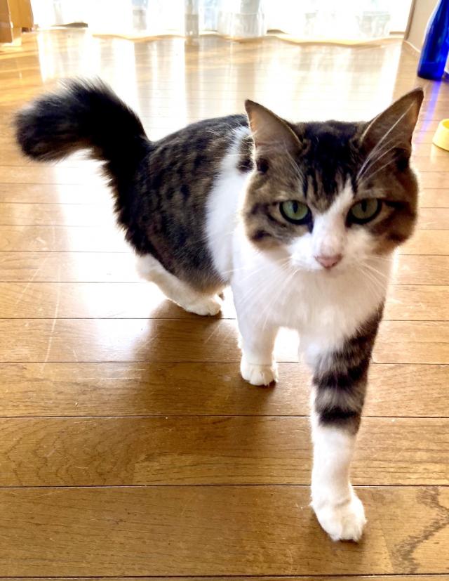 しきね