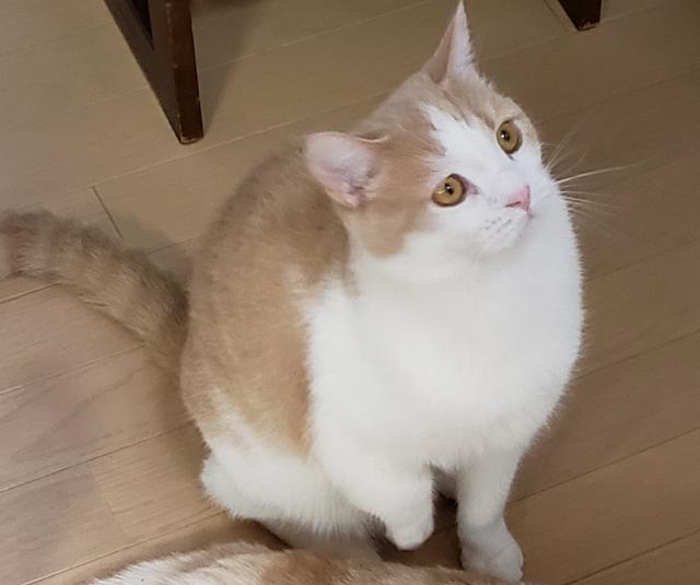 来ジロー(こじろー)