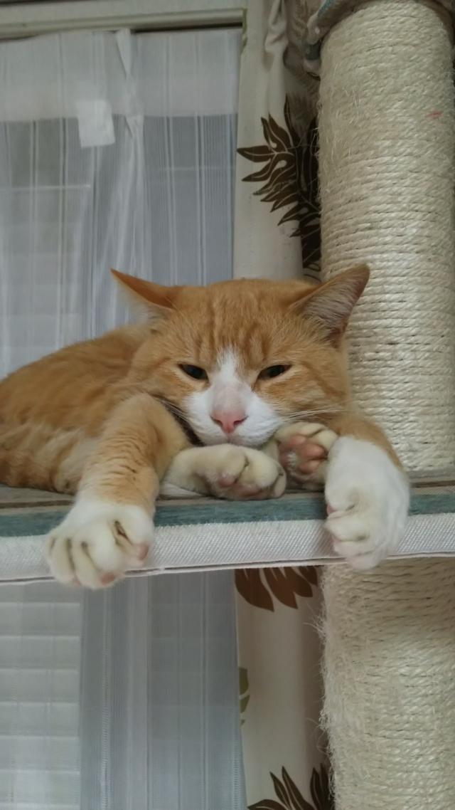 えいちゃん