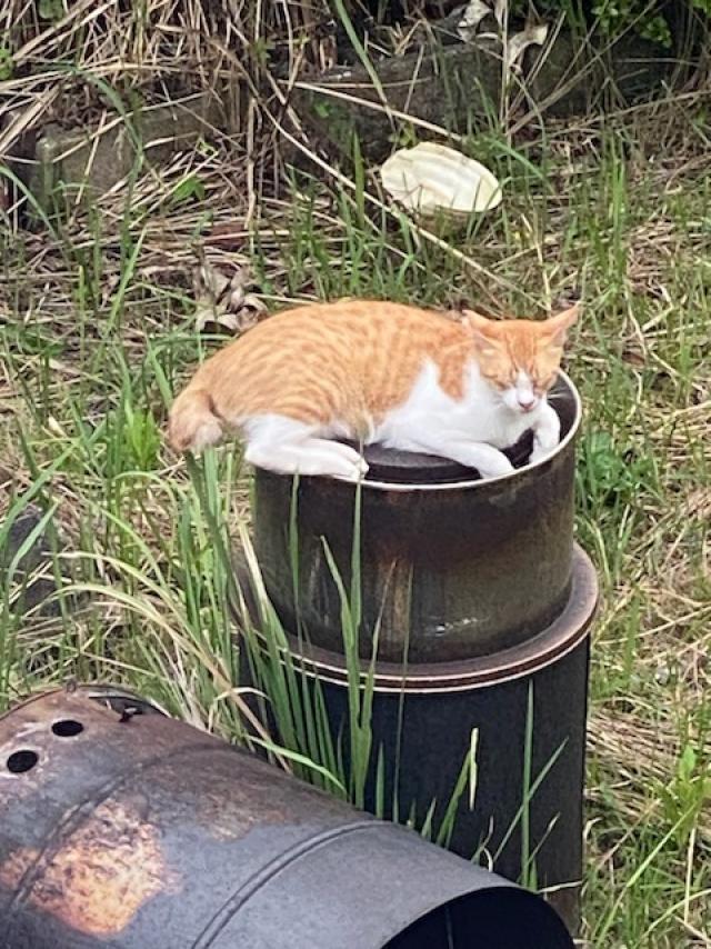 とら