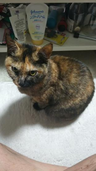 ちぴ