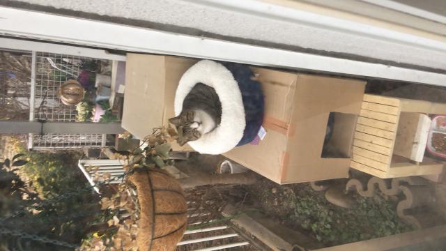 ミーちゃん