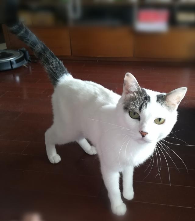 ちび