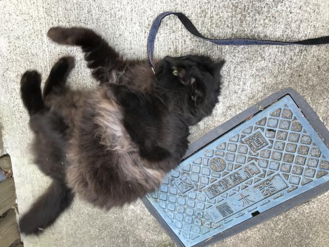 クロ