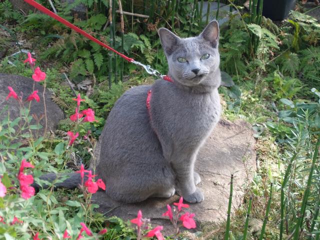 ルル