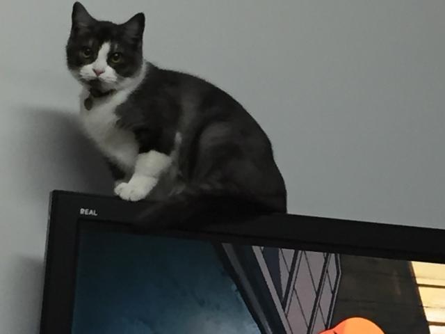 レモン