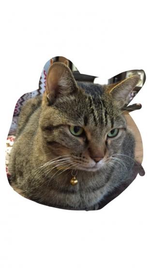 ダイ