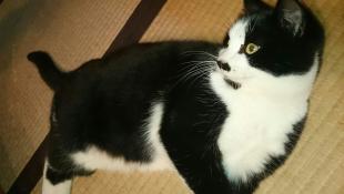 チャップ