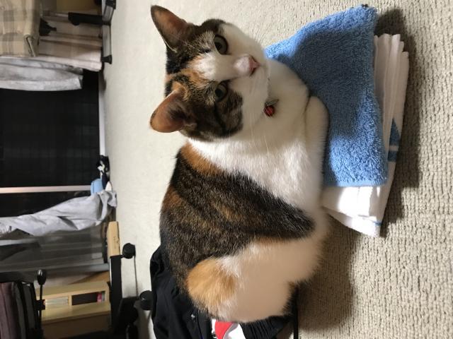 ユキ