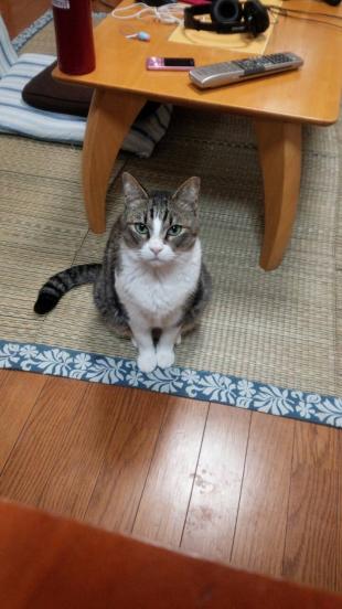ランちゃん