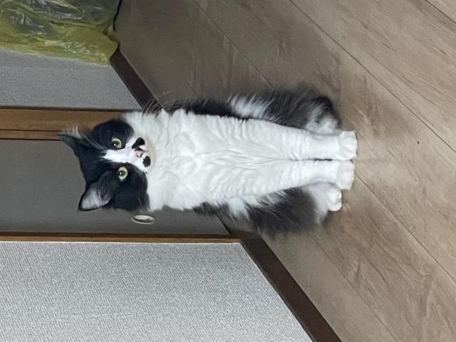 ミルク