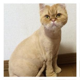 もこ