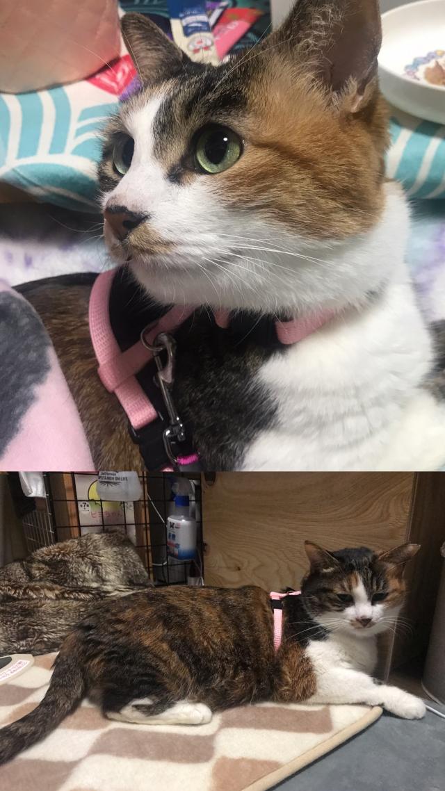 ですかね