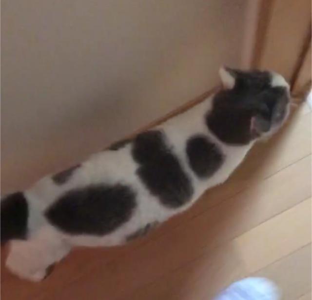 うさ