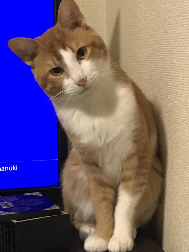 ラファエル