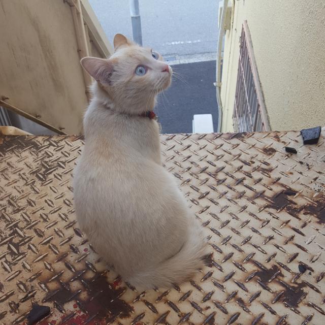バニラ