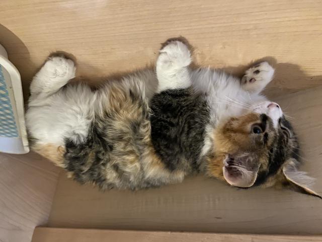ミー