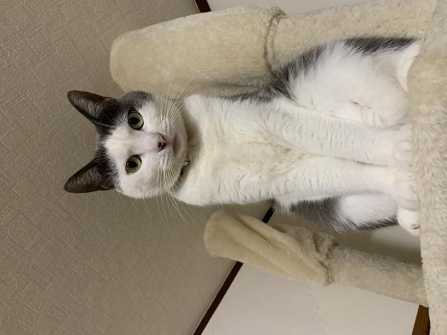 ちびた