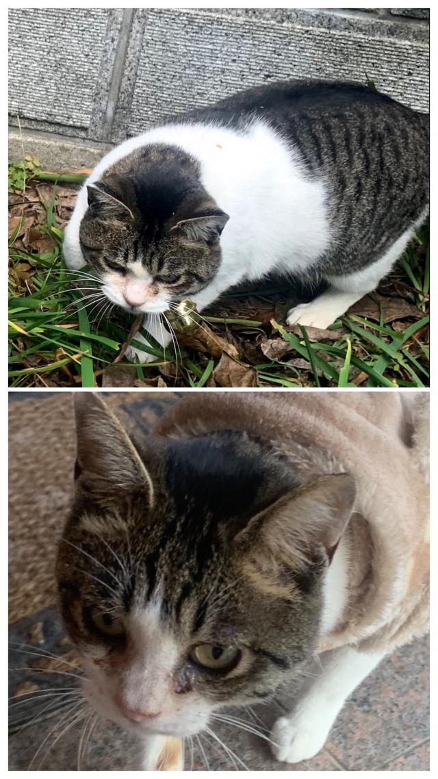 かんかん