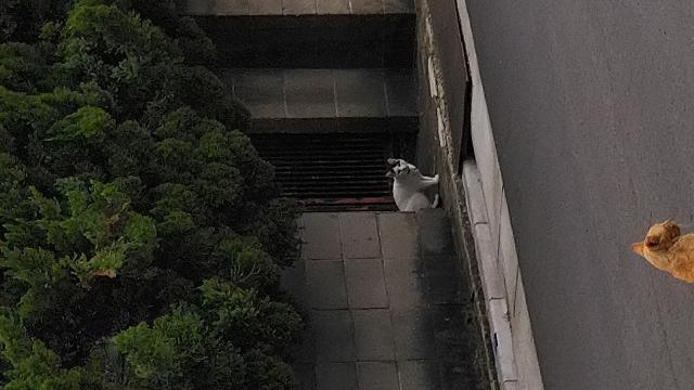 いしまつ