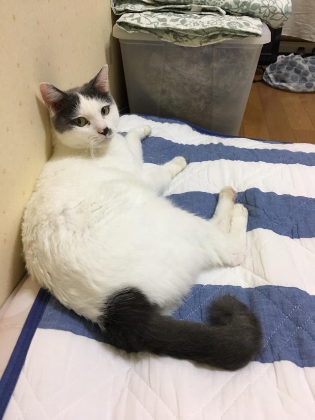 くるりん