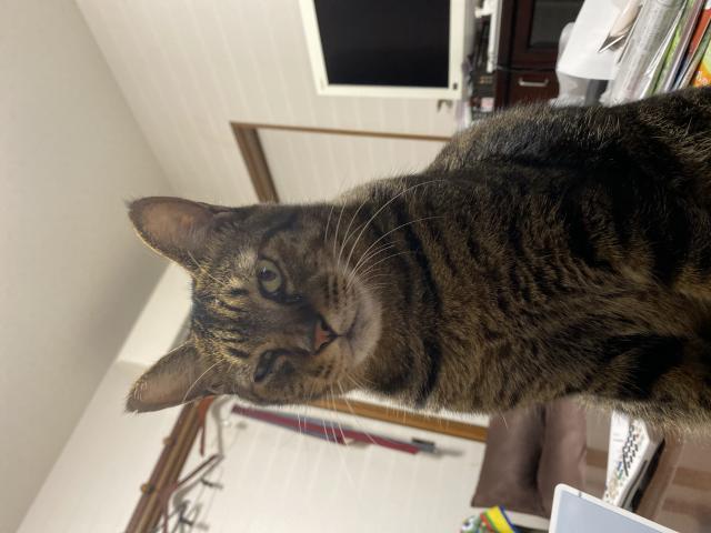 トラ