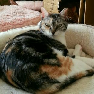 ミケミ