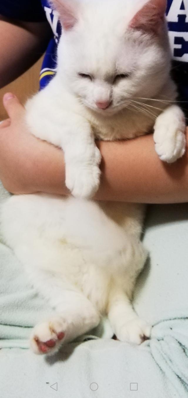 ひまわり