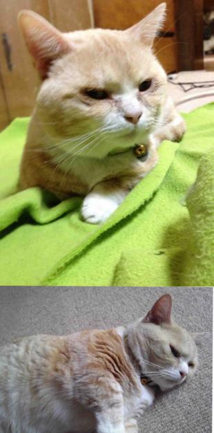 とら