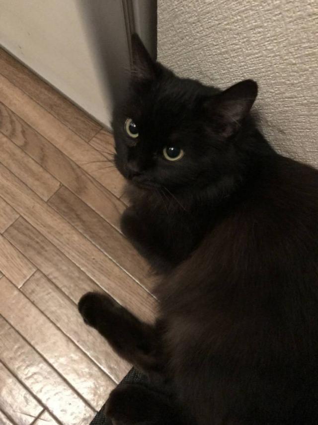 モモ