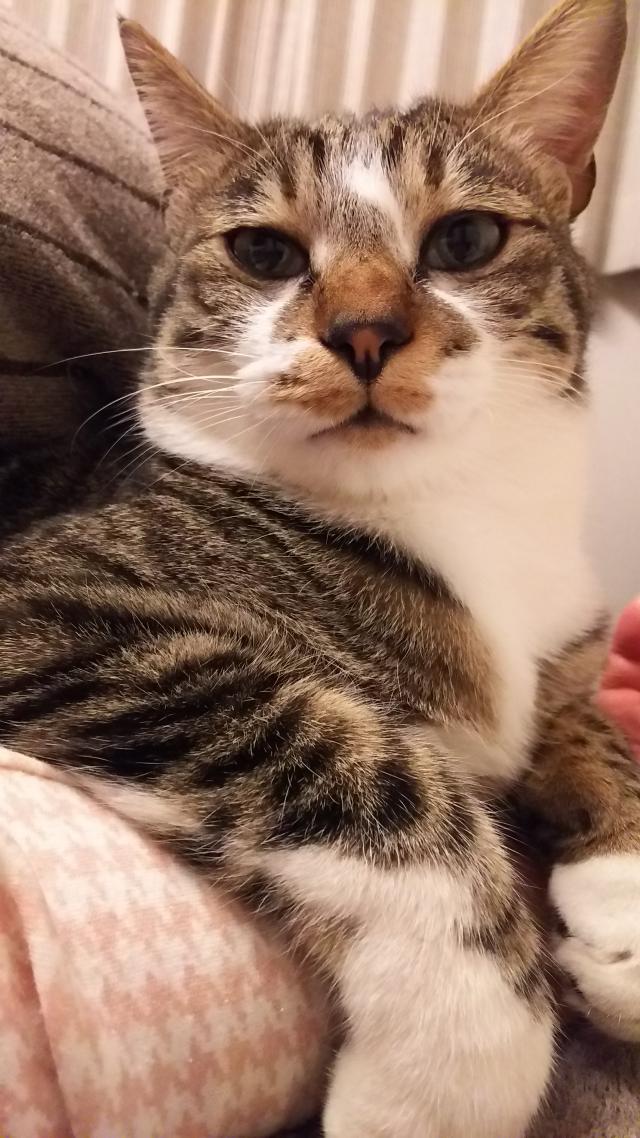ボン
