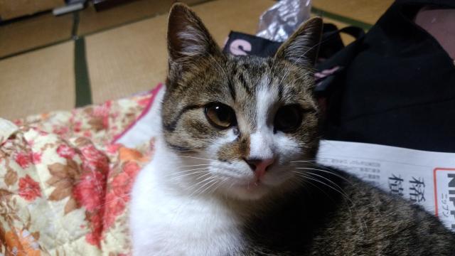 チビ