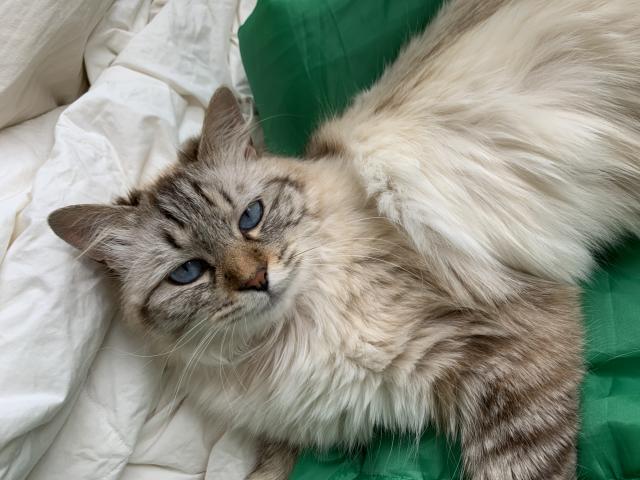 ニーナ