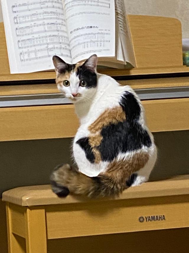 ミミ