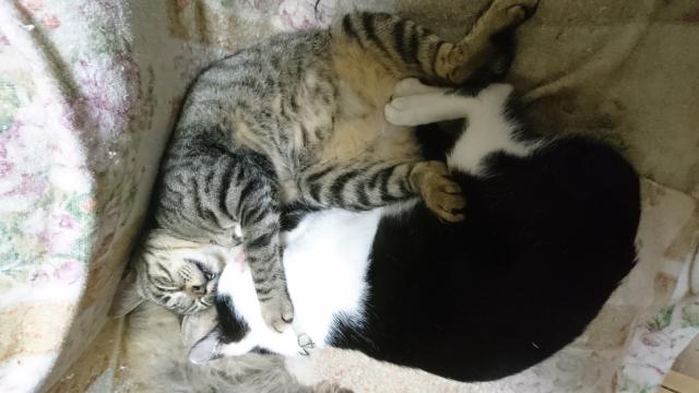はなこ
