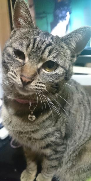 みかん