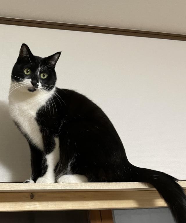 ダヤン